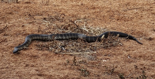 Tiger Snake sighting
