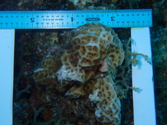 Agaricia humilis