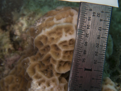 Agaricia humilis