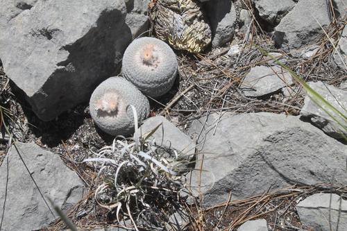 Epithelantha potosina