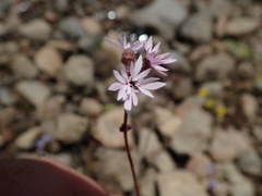 Lithophragma glabrum