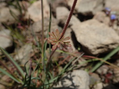 Lithophragma glabrum