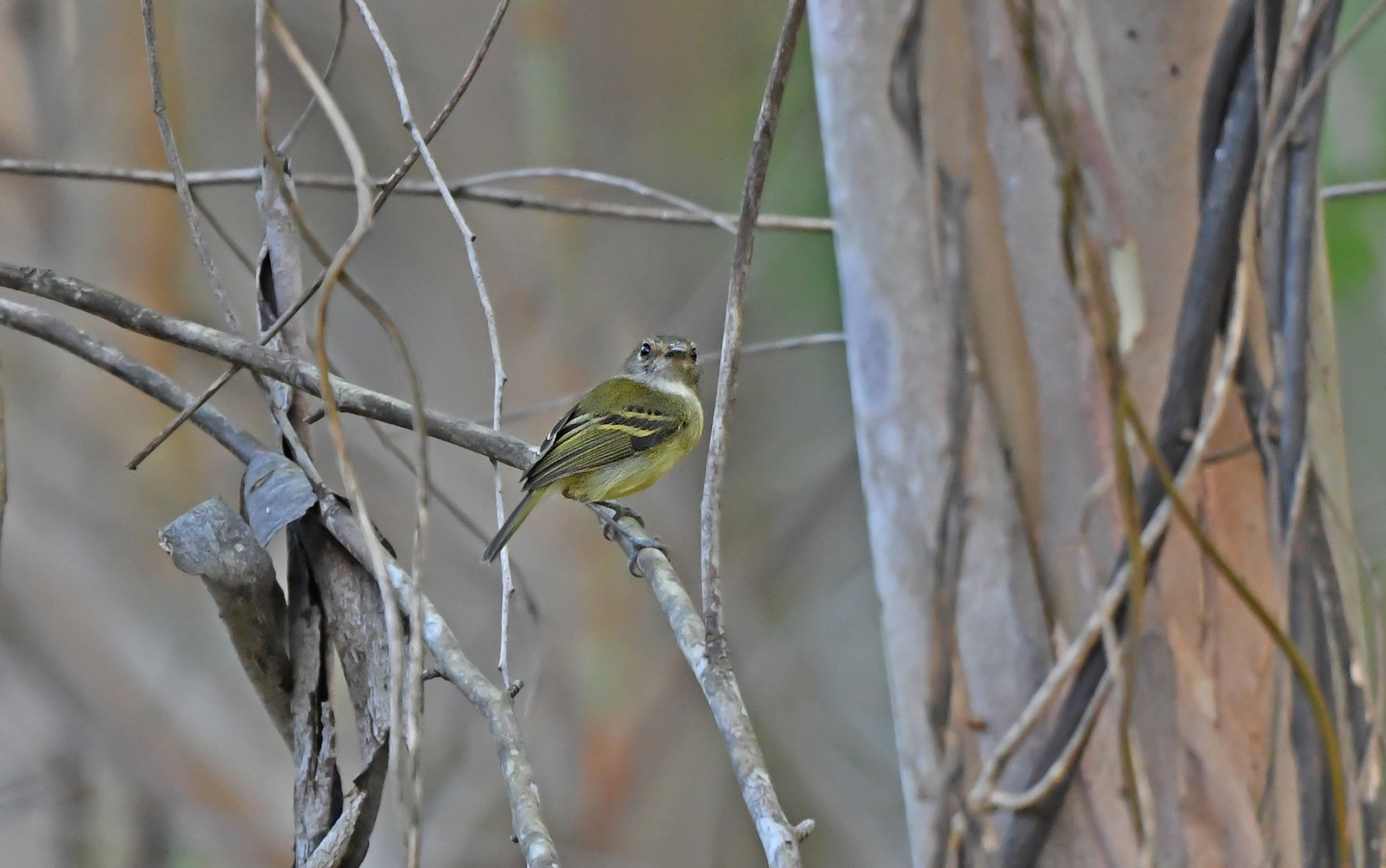 Smoky-fronted Tody-Flycatcher (Poecilotriccus fumifrons), photo 3