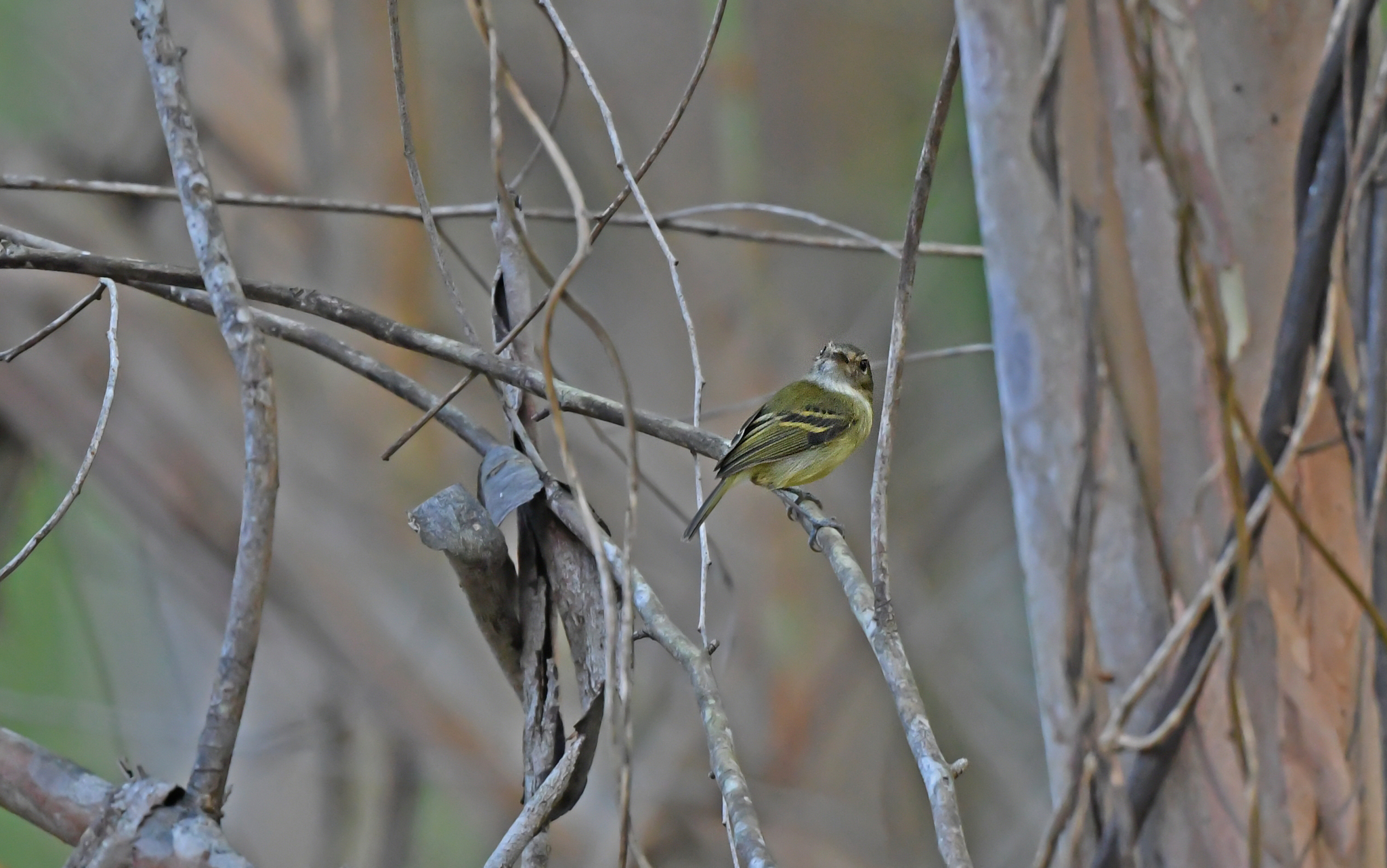 Smoky-fronted Tody-Flycatcher (Poecilotriccus fumifrons), photo 4