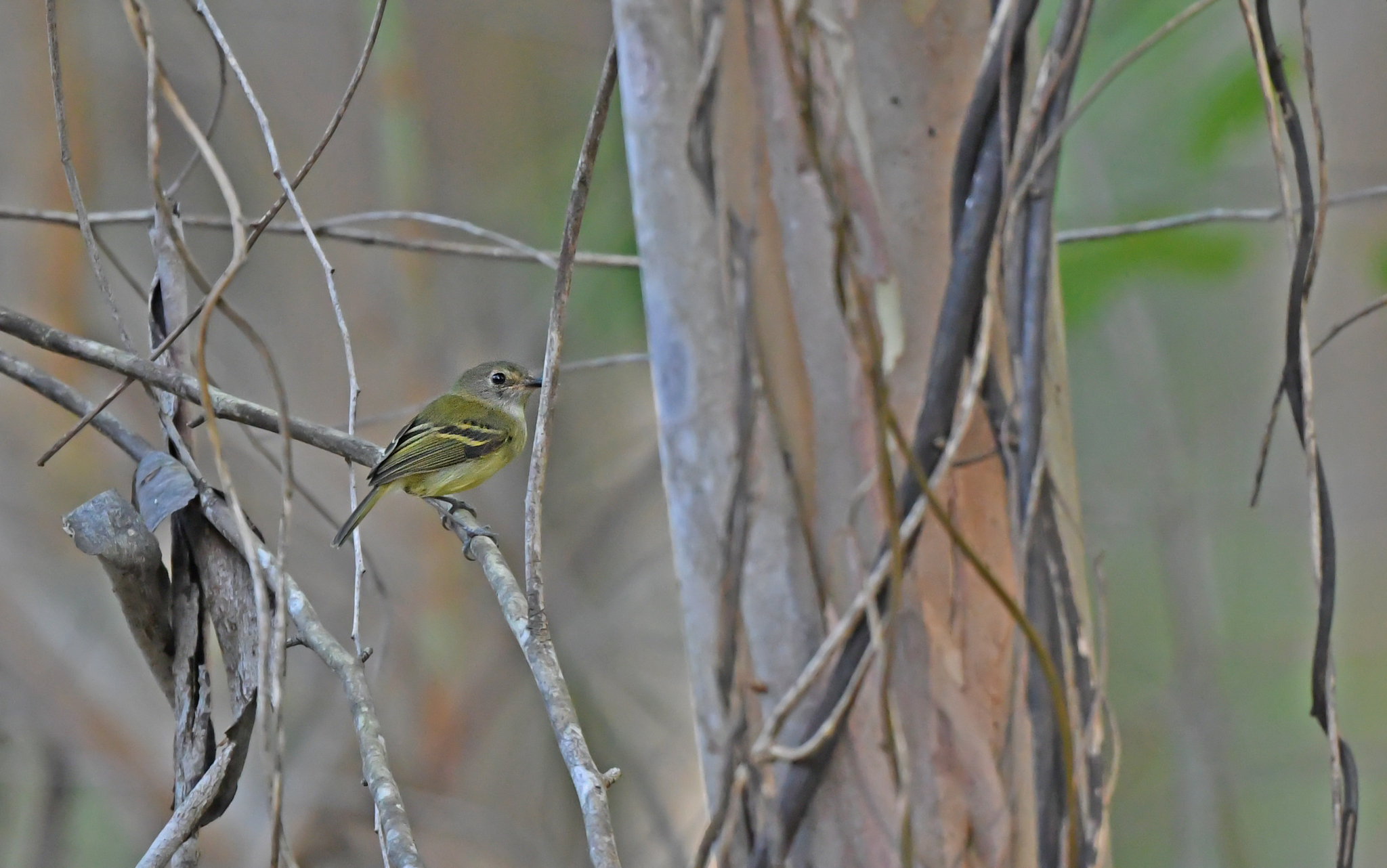 Smoky-fronted Tody-Flycatcher (Poecilotriccus fumifrons), photo 5