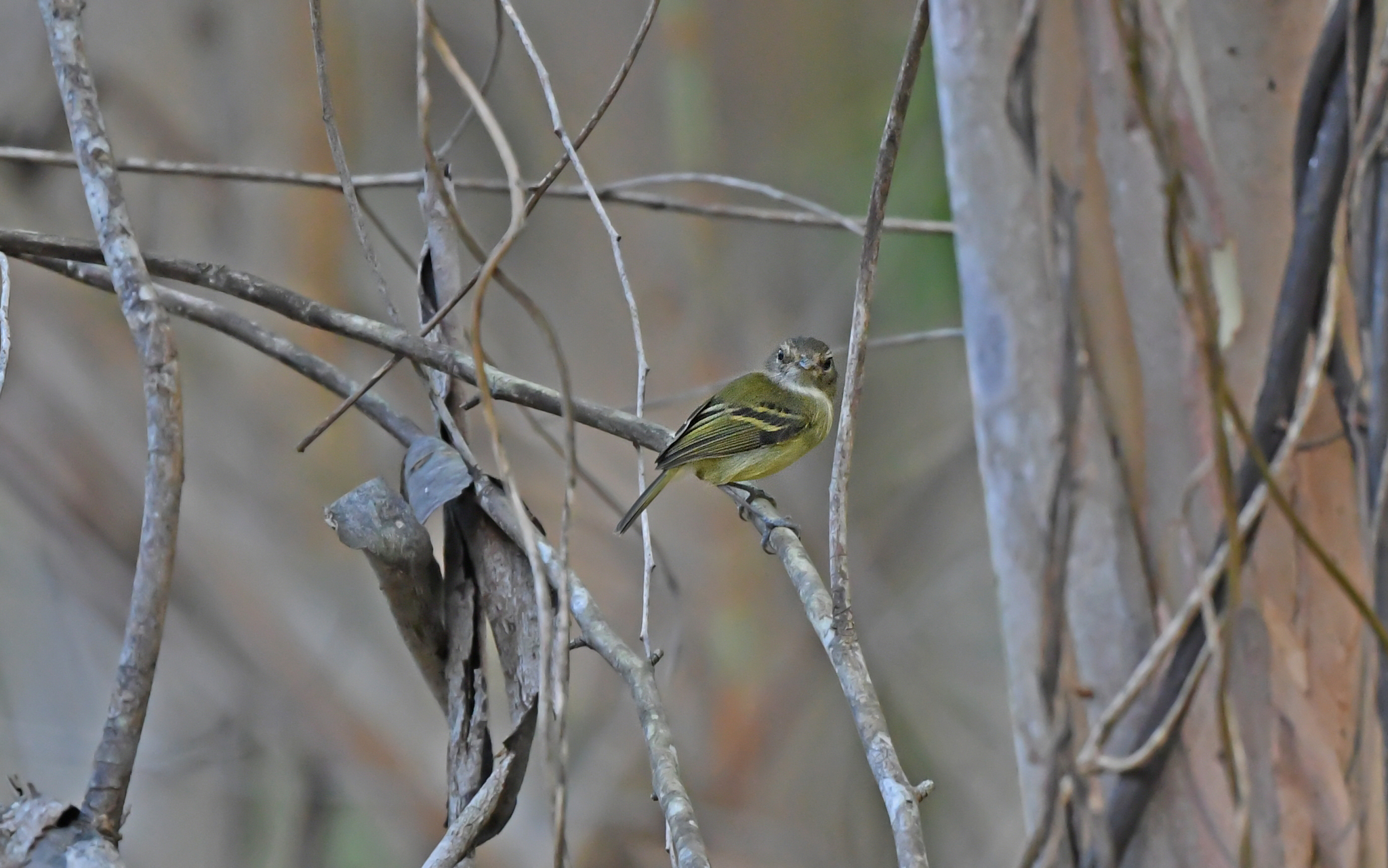 Smoky-fronted Tody-Flycatcher (Poecilotriccus fumifrons), photo 6