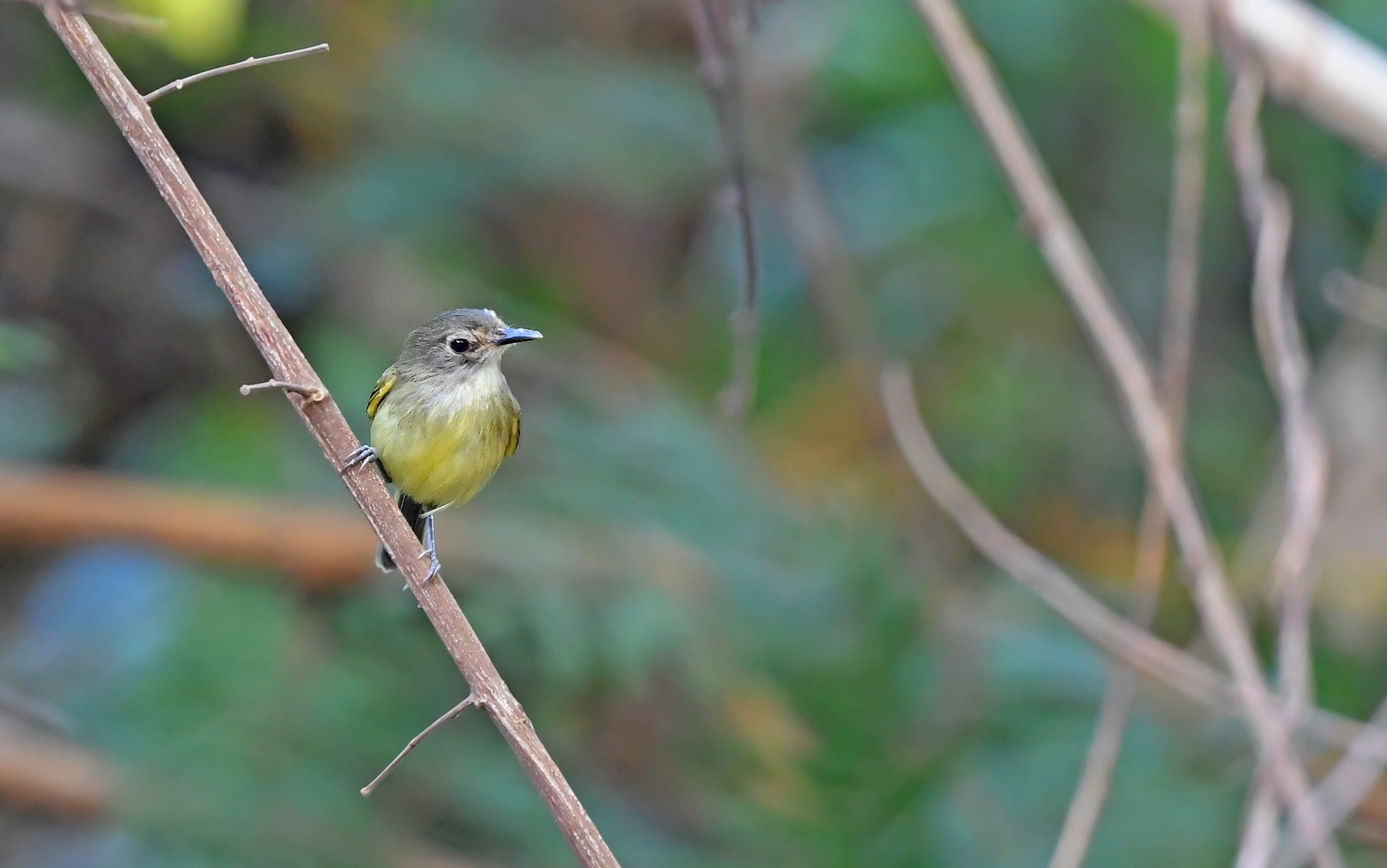 Smoky-fronted Tody-Flycatcher (Poecilotriccus fumifrons), photo 8