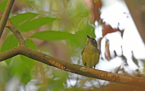 Smoky-fronted Tody-Flycatcher (Poecilotriccus fumifrons), photo 7