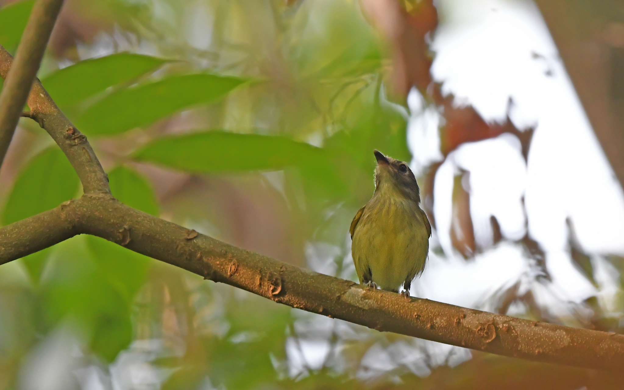 Smoky-fronted Tody-Flycatcher (Poecilotriccus fumifrons), photo 7