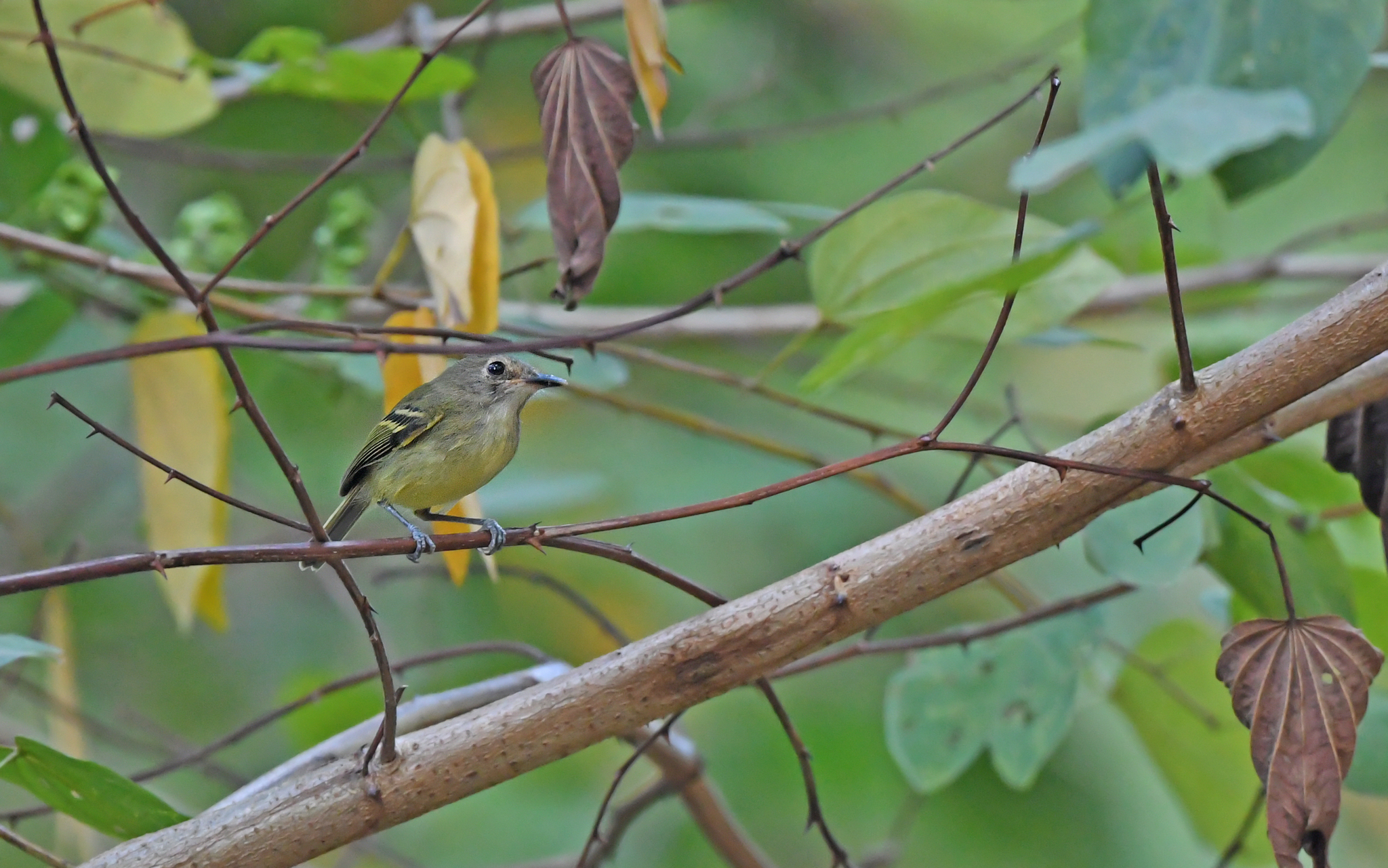 Smoky-fronted Tody-Flycatcher (Poecilotriccus fumifrons), photo 9