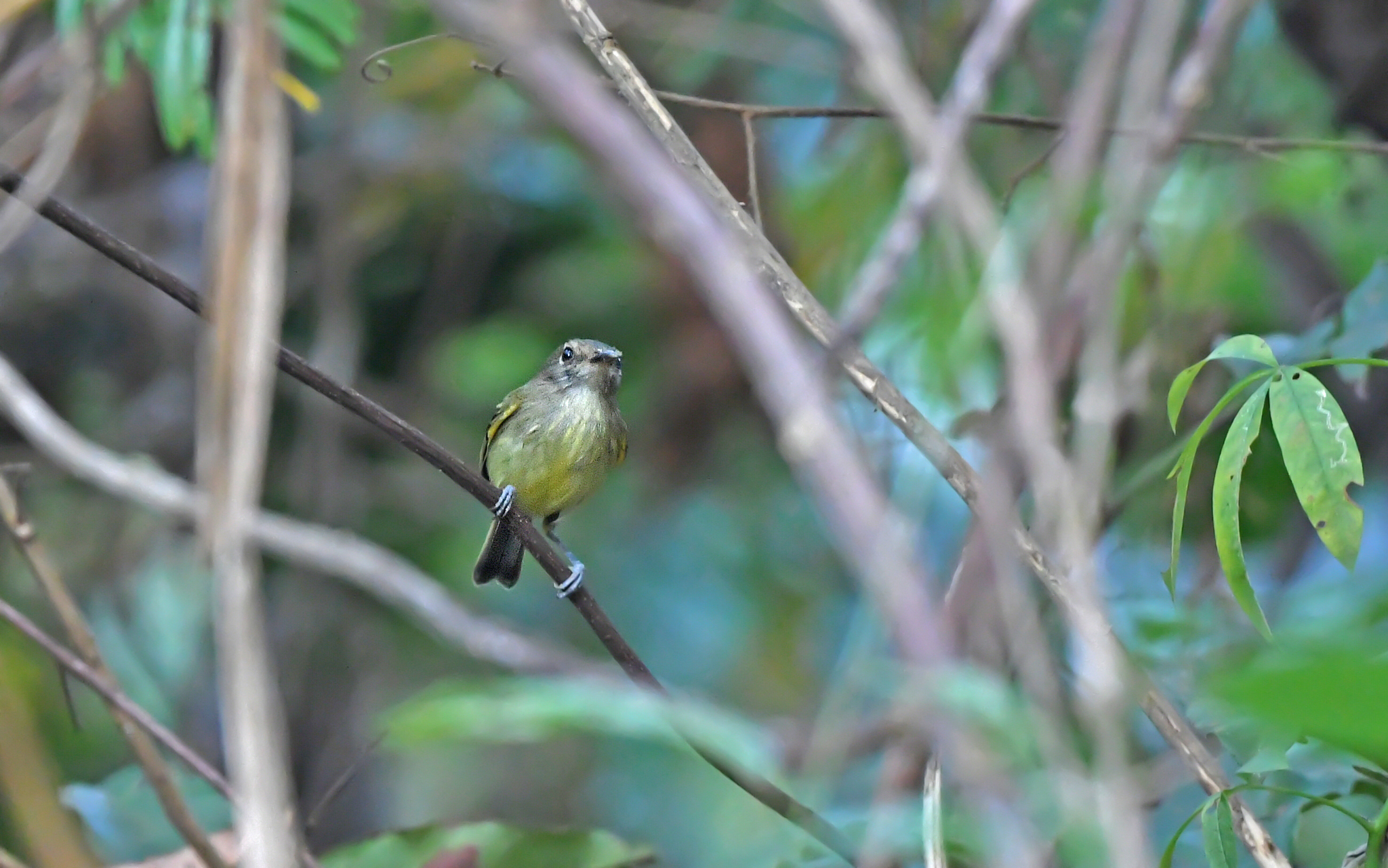Smoky-fronted Tody-Flycatcher (Poecilotriccus fumifrons), photo 10