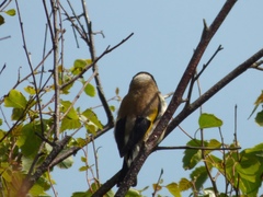 Carduelis carduelis