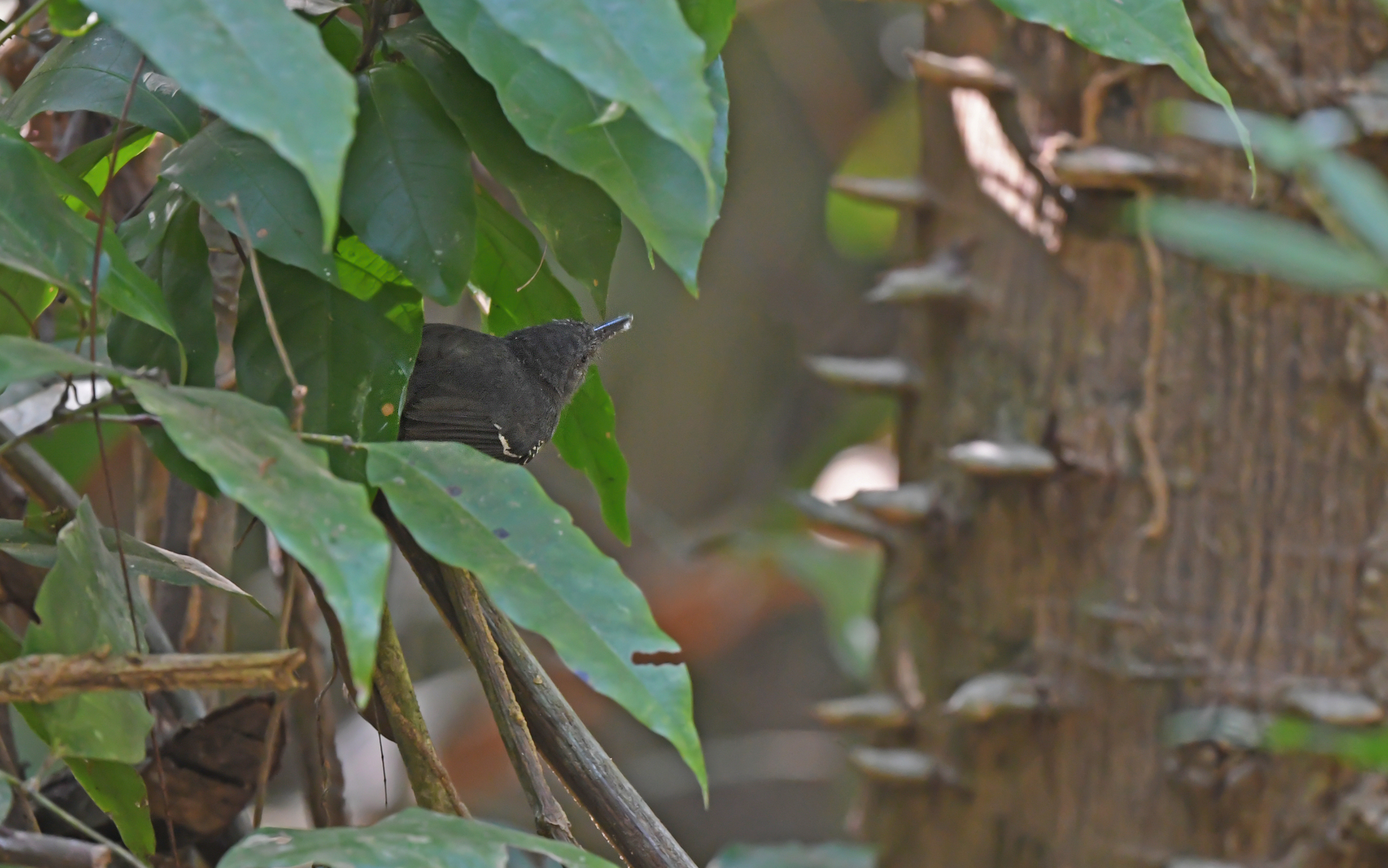 Willis's Antbird illustration
