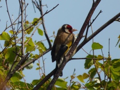 Carduelis carduelis