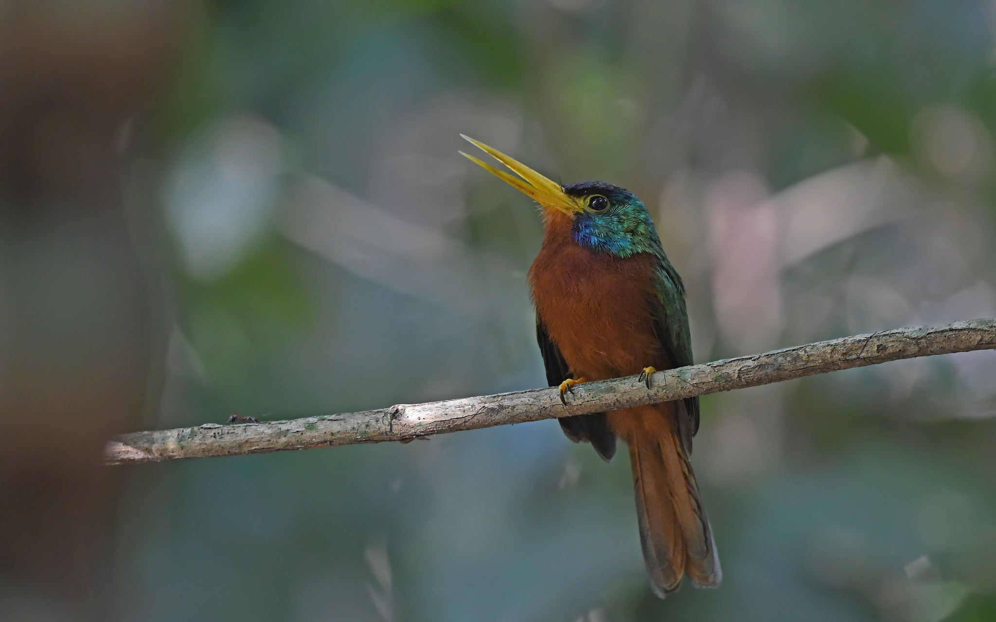 Blue-necked Jacamar (Galbula cyanicollis), photo 3