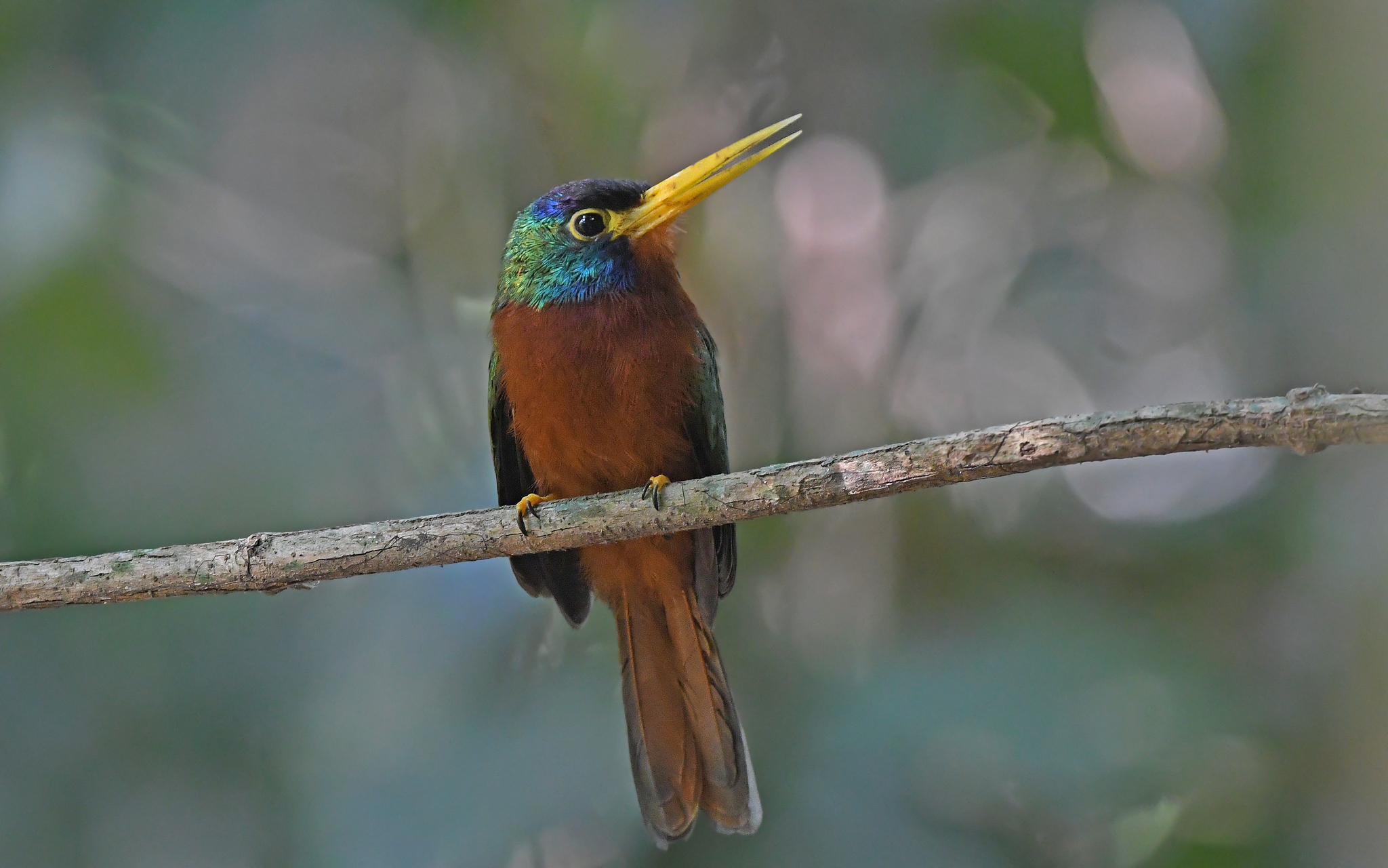 Blue-necked Jacamar (Galbula cyanicollis), photo 4