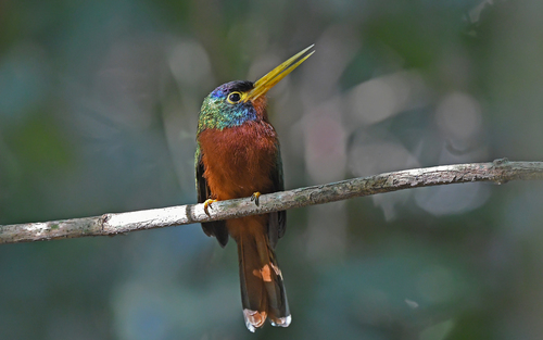 Blue-necked Jacamar (Galbula cyanicollis), photo 2