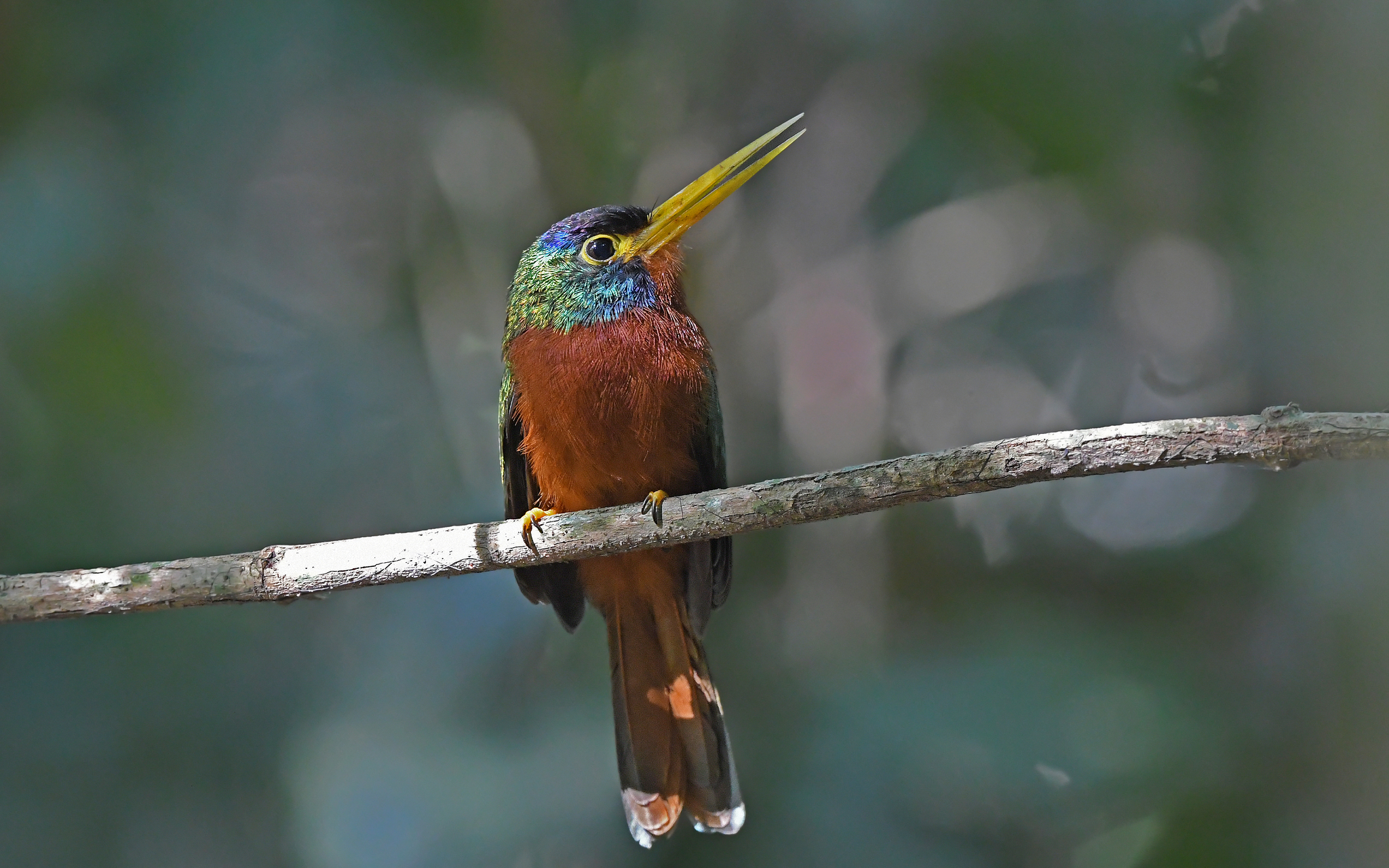 Blue-necked Jacamar (Galbula cyanicollis), photo 5