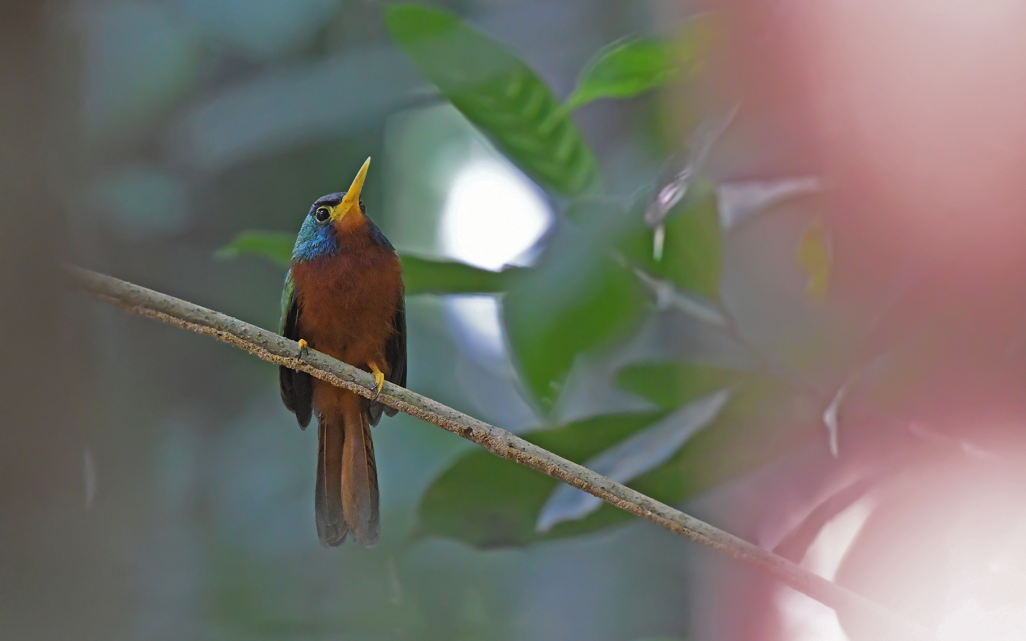 Blue-necked Jacamar (Galbula cyanicollis), photo 8