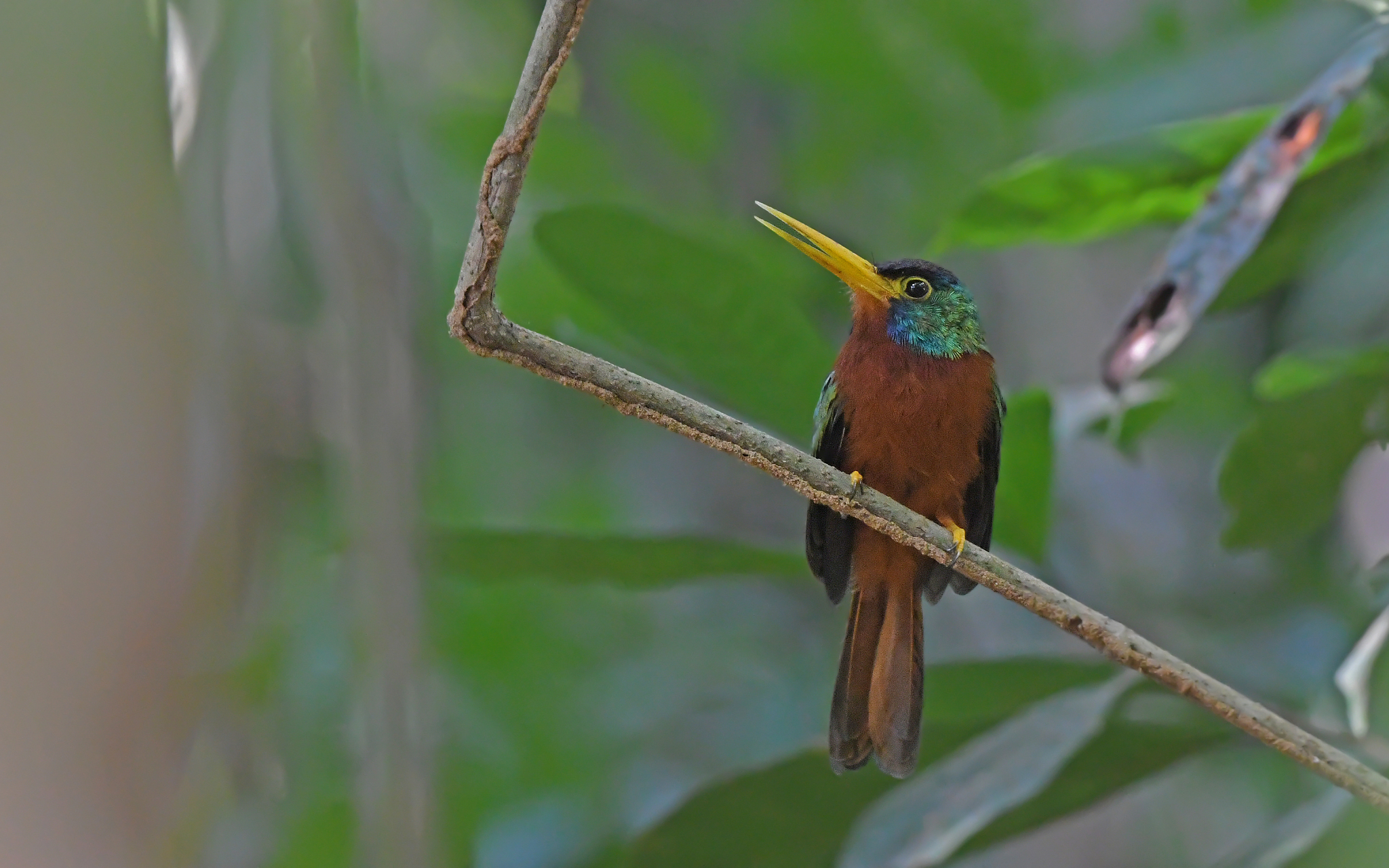 Blue-necked Jacamar (Galbula cyanicollis), photo 7