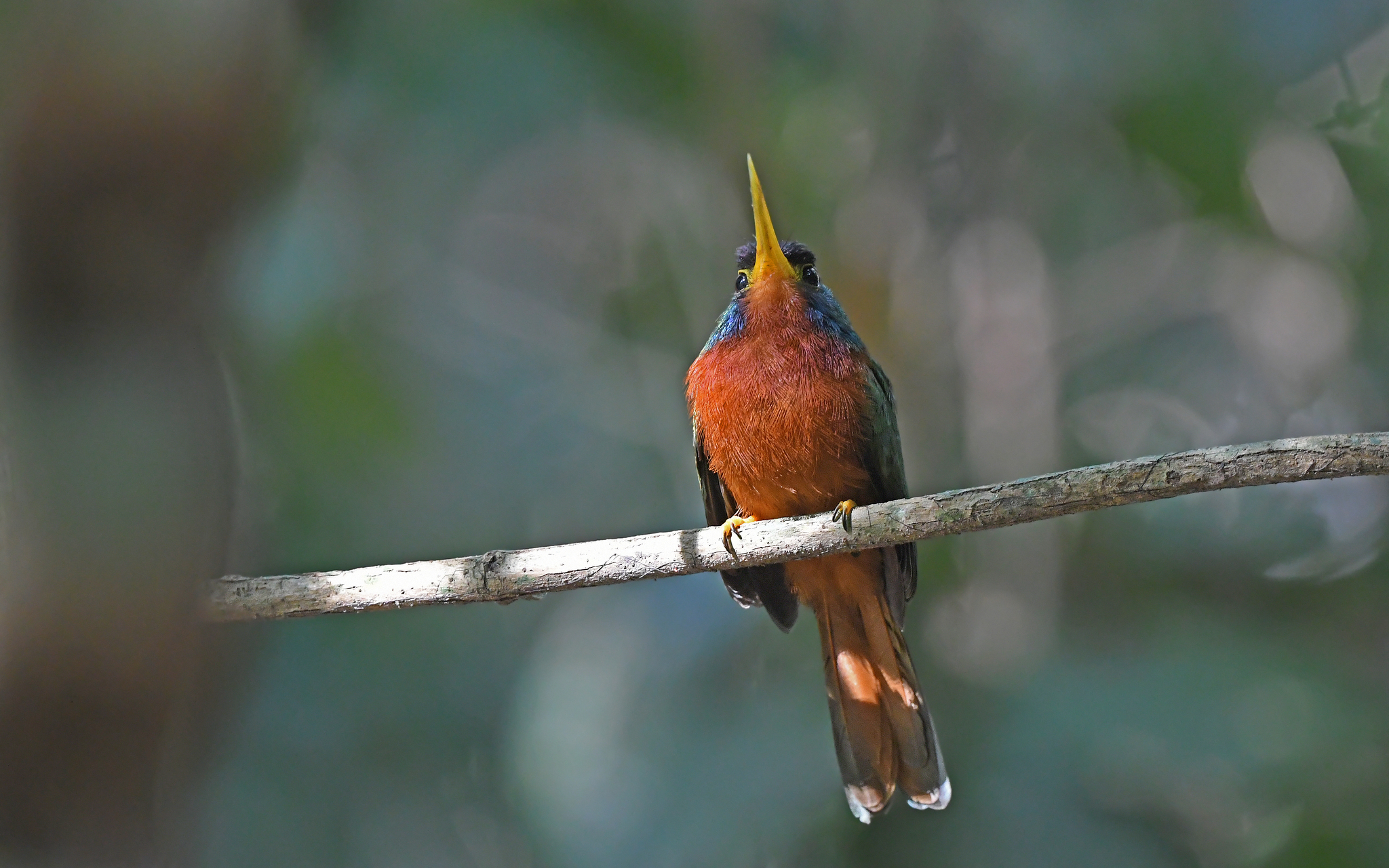 Blue-necked Jacamar (Galbula cyanicollis), photo 6