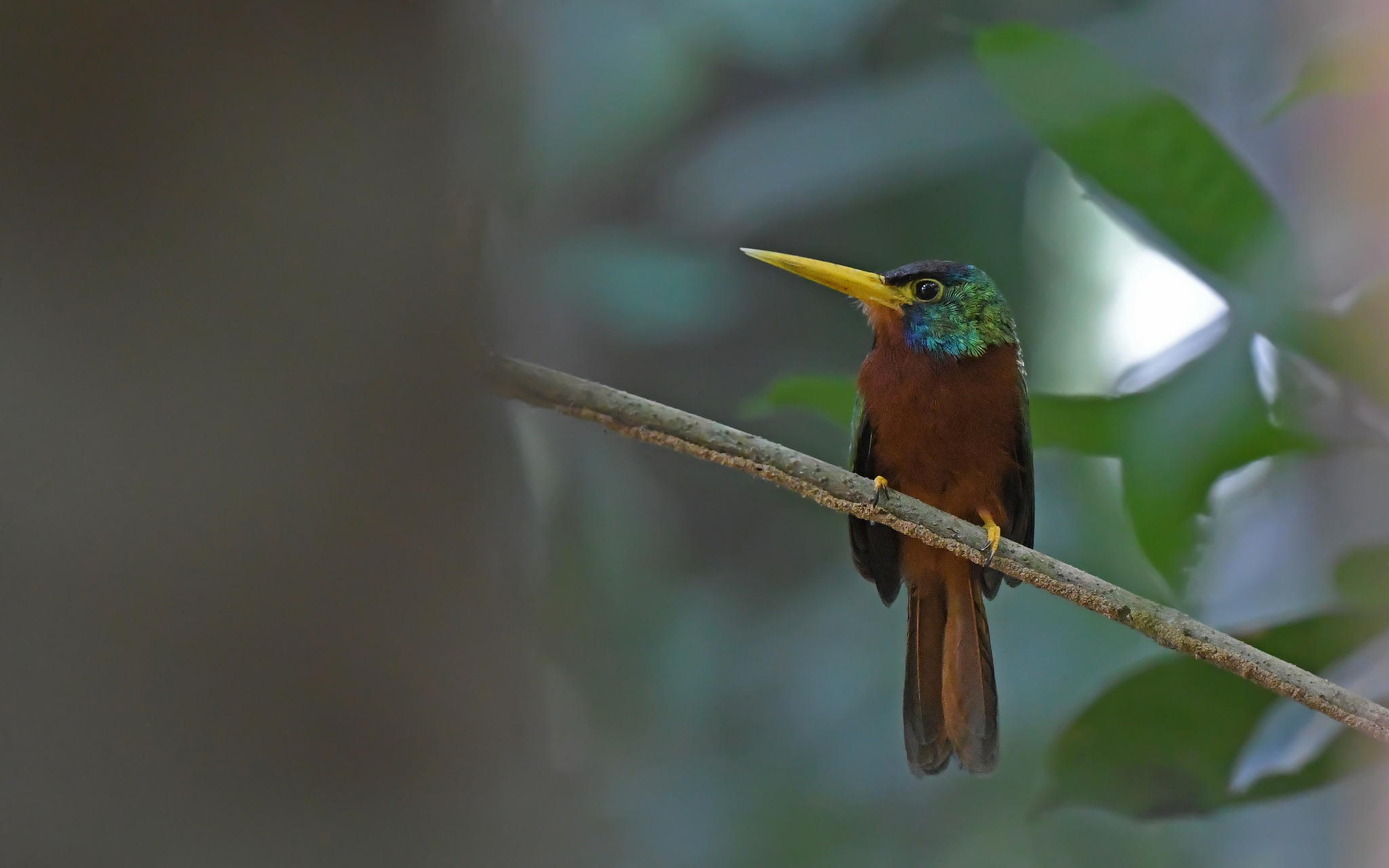 Blue-necked Jacamar (Galbula cyanicollis), photo 9