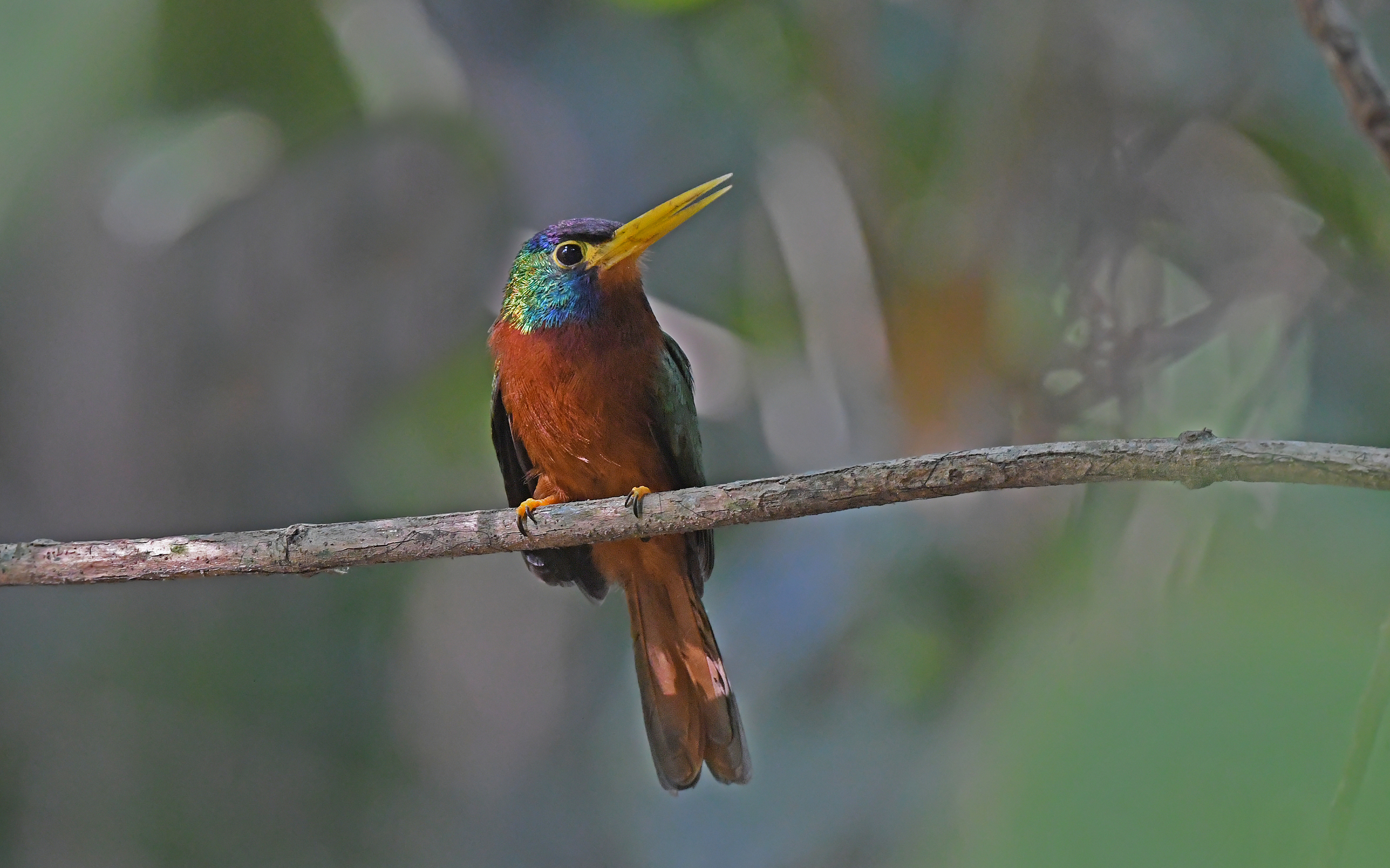 Blue-necked Jacamar (Galbula cyanicollis), photo 10