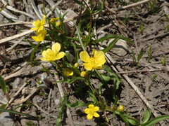Ranunculus alismifolius