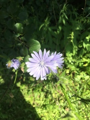 Cichorium intybus