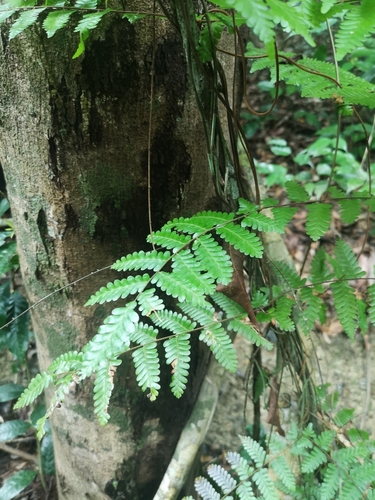 Lygodium polystachyum (Lygodium polystachyum)