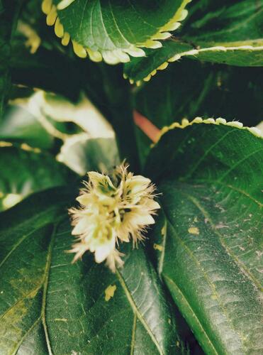 Copperleaf