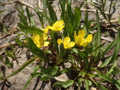 Ranunculus alismifolius
