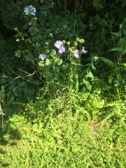 Cichorium intybus