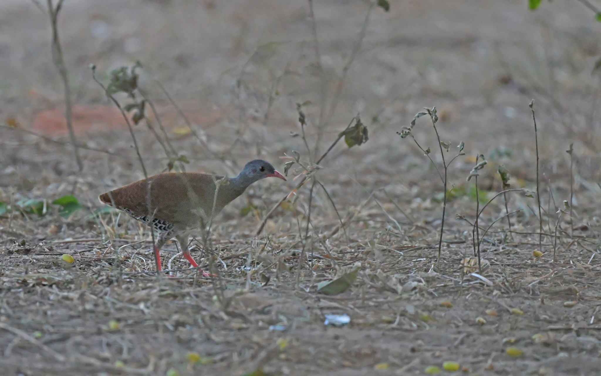 Small-billed Tinamou illustration