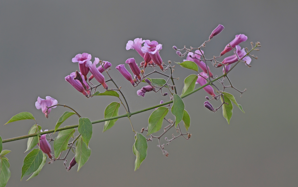 Cuspidaria lachnaea