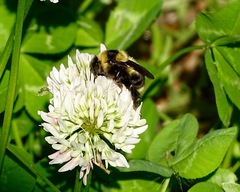 Bombus rufocinctus