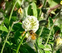 Apis mellifera