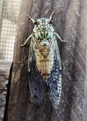 Neocicada hieroglyphica