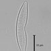 Fragilaria cyclopum - Photo (c) Benjamin Harris, algunos derechos reservados (CC BY-NC), subido por Benjamin Harris