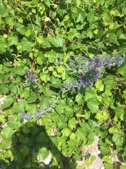 Echium vulgare