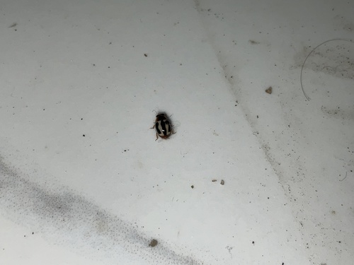 Hyperaspis maindroni
