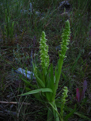 Platanthera huronensis