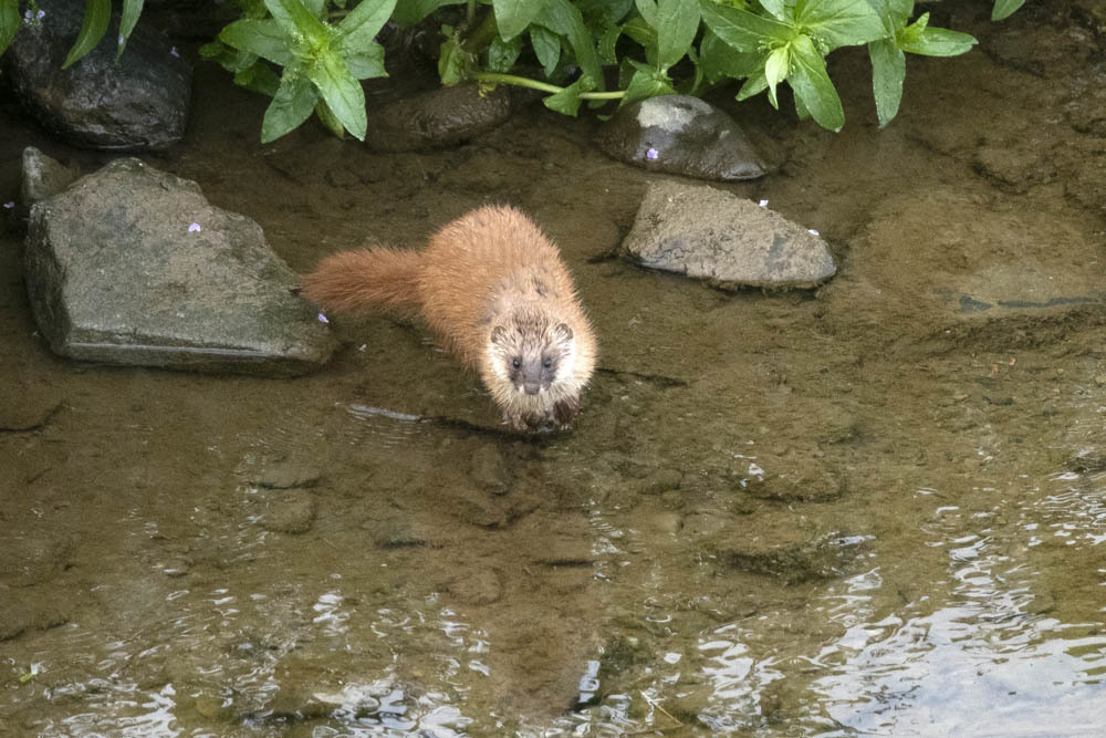 Japanese Weasel in May 2020 by m_sato · iNaturalist