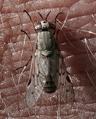 Silvius quadrivittatus