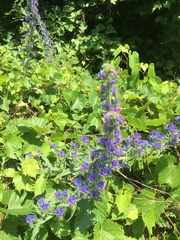 Echium vulgare