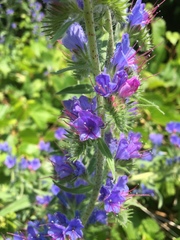 Echium vulgare