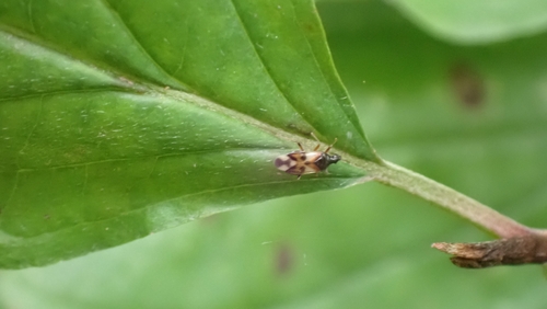 Common Flowerbug, 3432 Nieuwegein, Nederland, photo 6 of 10
