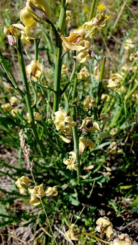 Matthiola fragrans (Matthiola fragrans)
