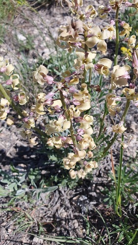 Matthiola fragrans (Matthiola fragrans)