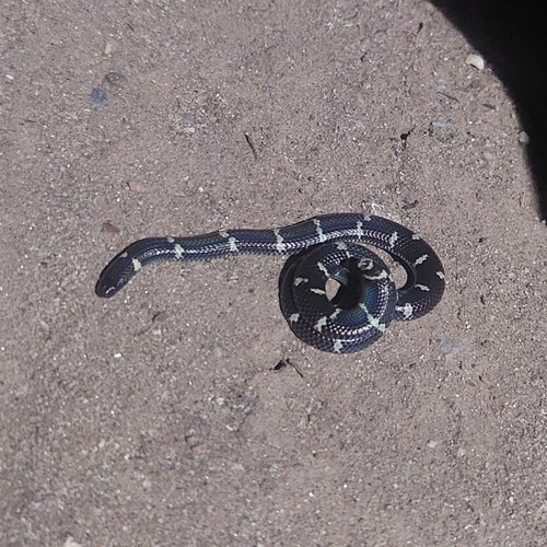 Burmese pipe snake